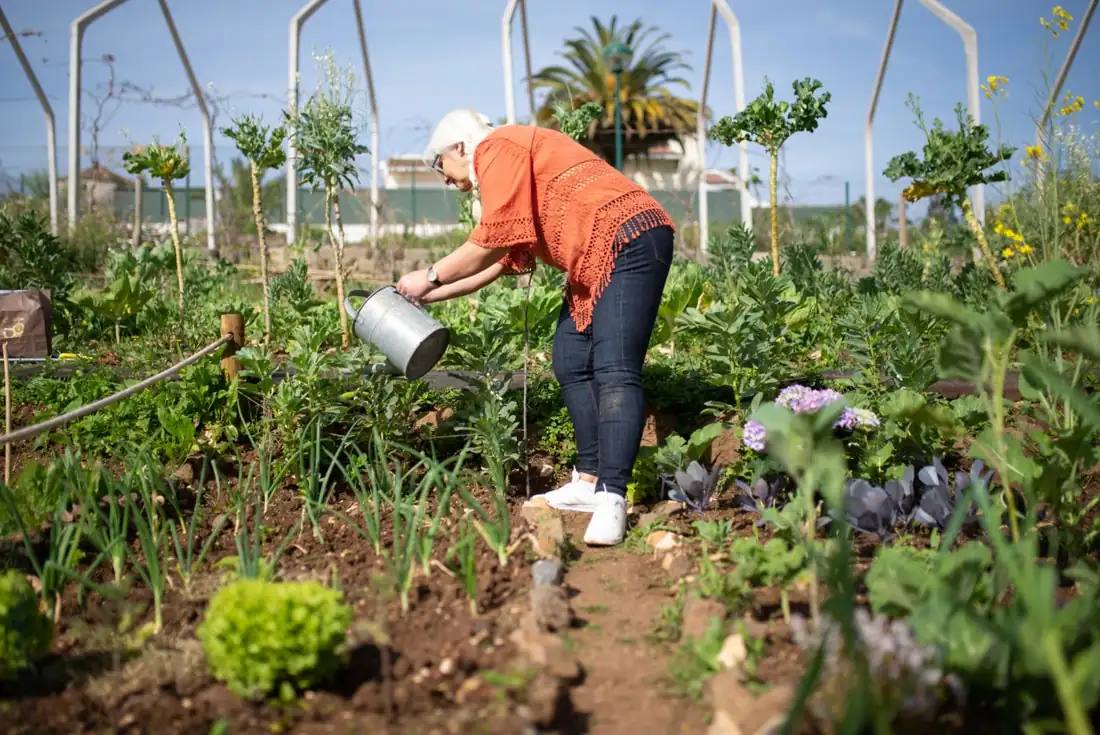 A volunteer working in the community garden
